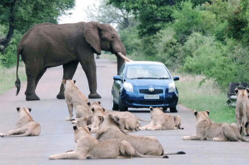太阳哥爆料大象视频大全,大象视频大全精彩瞬间大放送